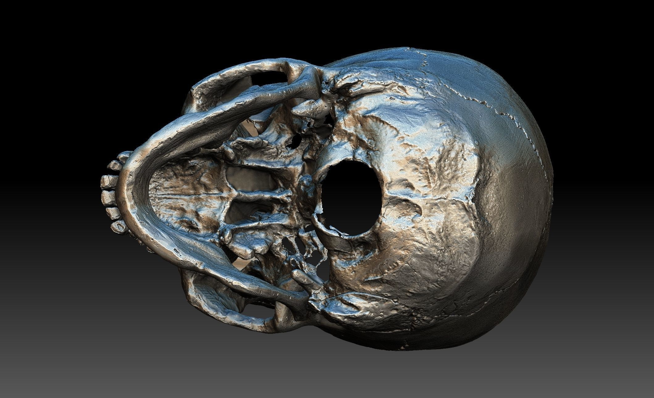 Human Skull and Jaw 3D model_8