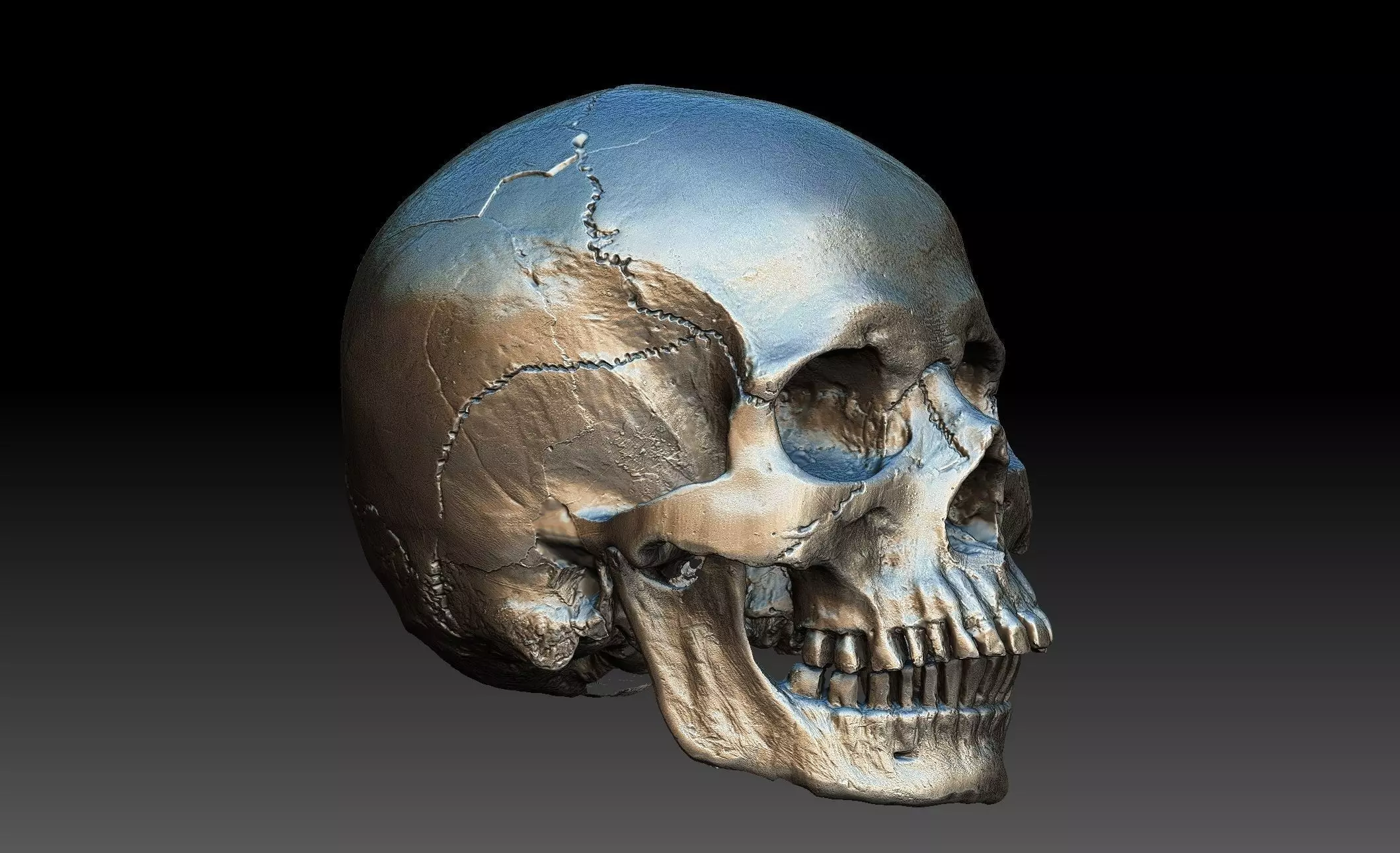 Human Skull and Jaw 3D model_0