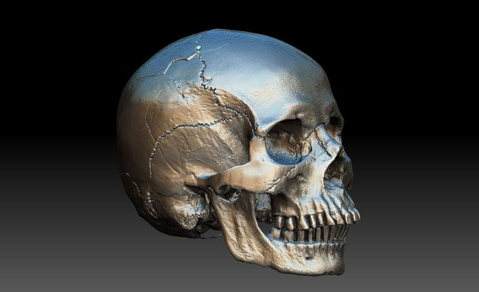 Human Skull and Jaw 3D model
