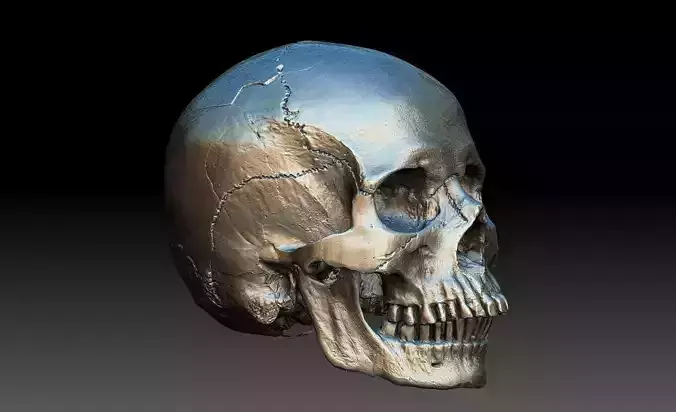 Human Skull and Jaw 3D model