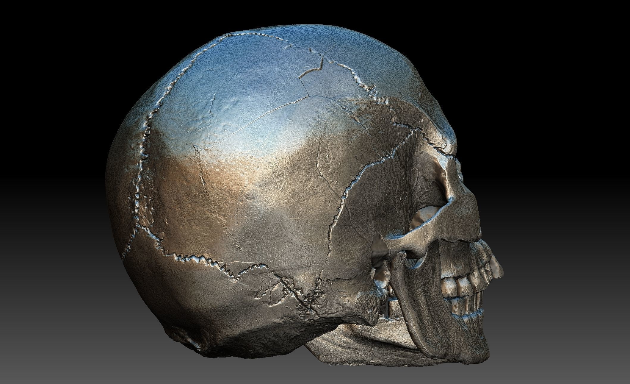 Human Skull and Jaw 3D model_5