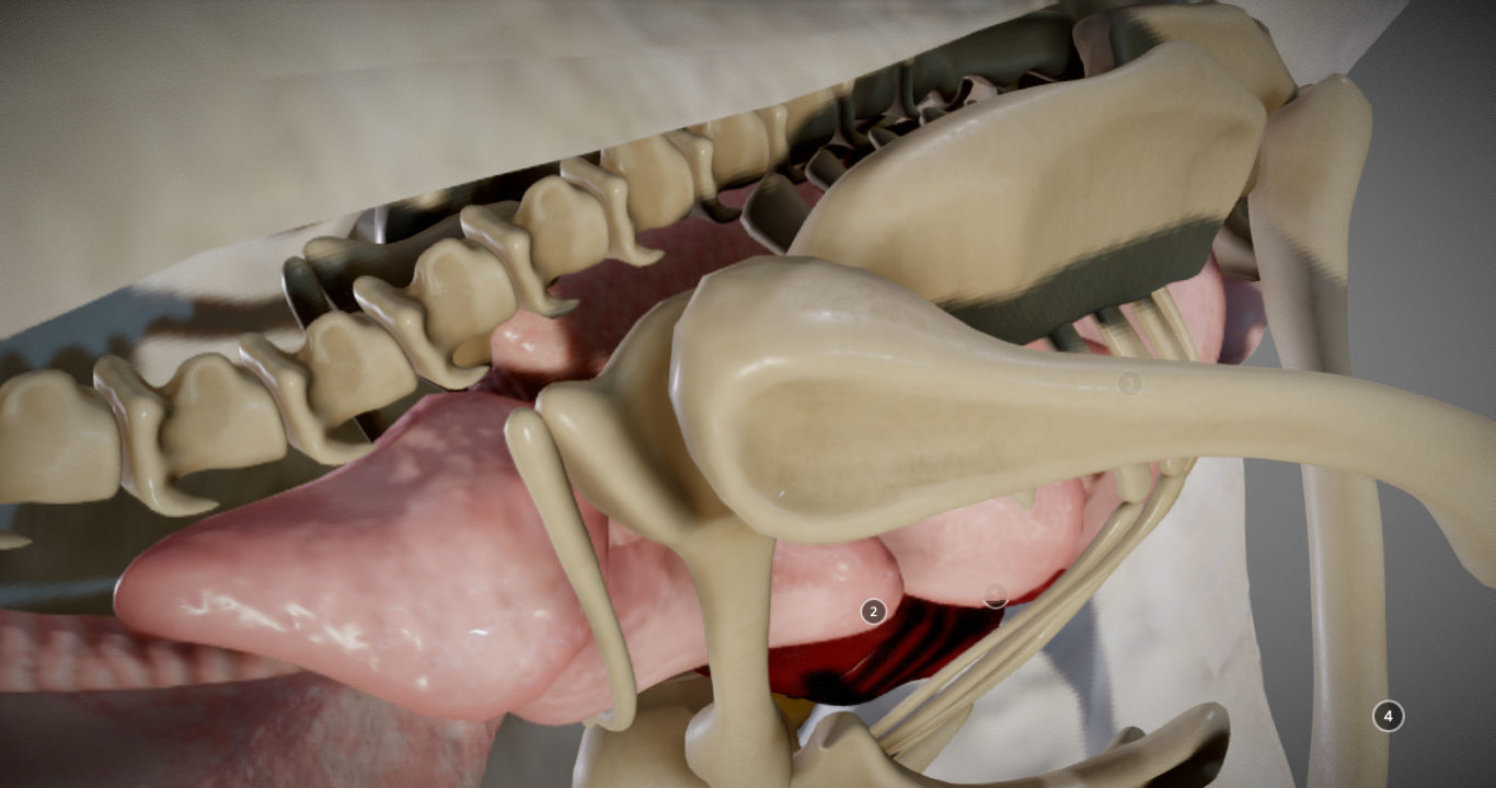 Chicken Anatomy Low-poly 3D model_6