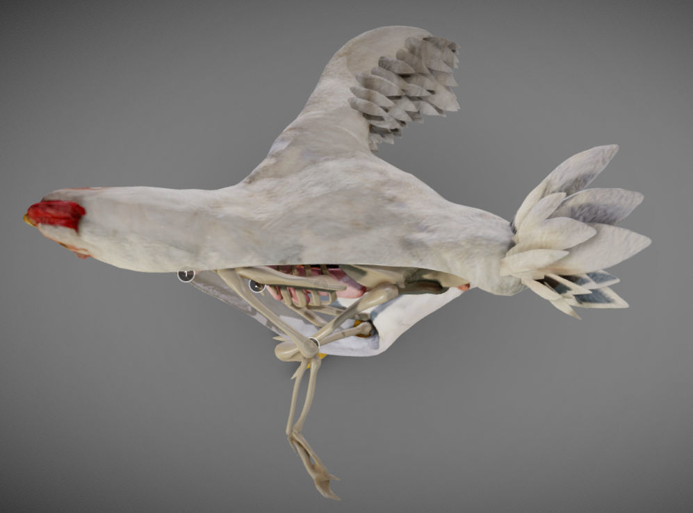Chicken Anatomy Low-poly 3D model_11