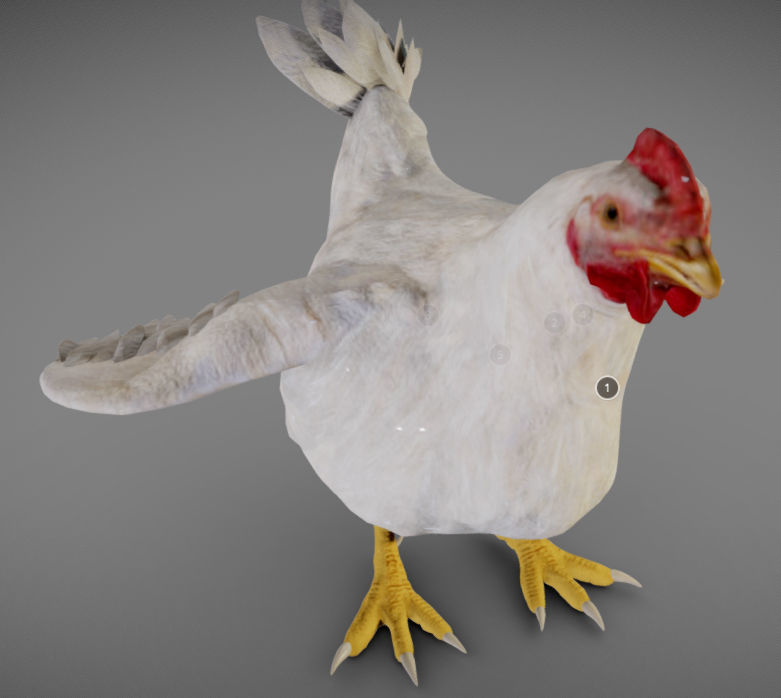 Chicken Anatomy Low-poly 3D model_4