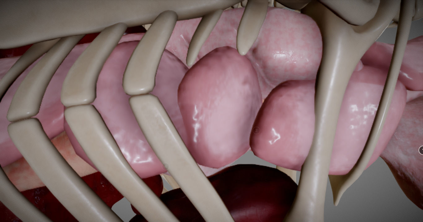 Chicken Anatomy Low-poly 3D model_7