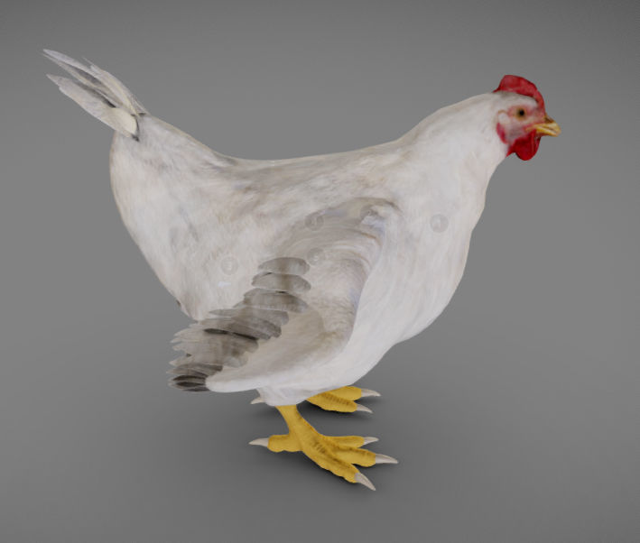 Chicken Anatomy Low-poly 3D model_3
