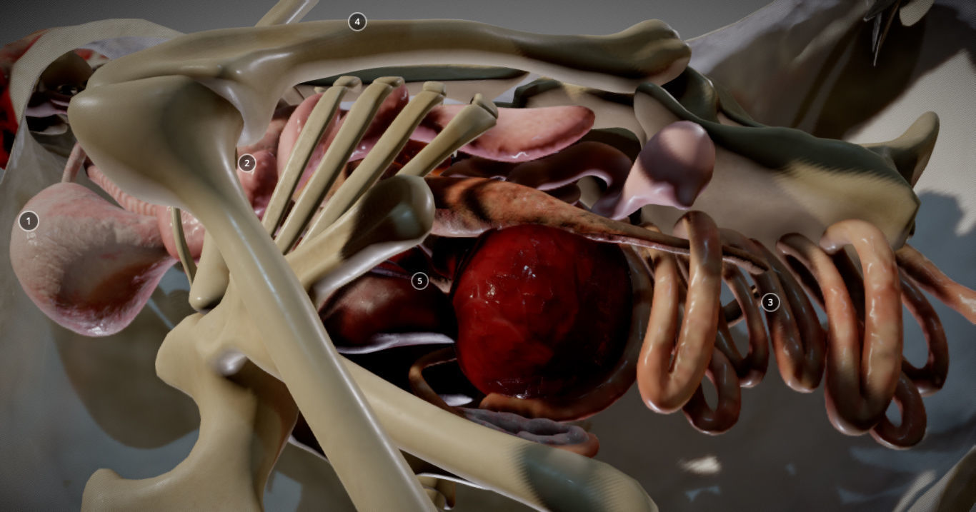 Chicken Anatomy Low-poly 3D model_23