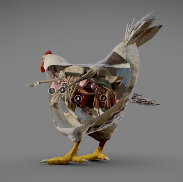 Chicken Anatomy Low-poly 3D model_2