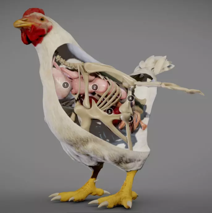 Chicken Anatomy Low-poly 3D model_0