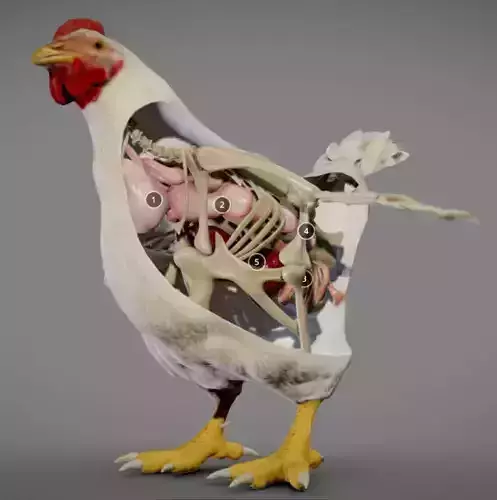 Chicken Anatomy Low-poly 3D model