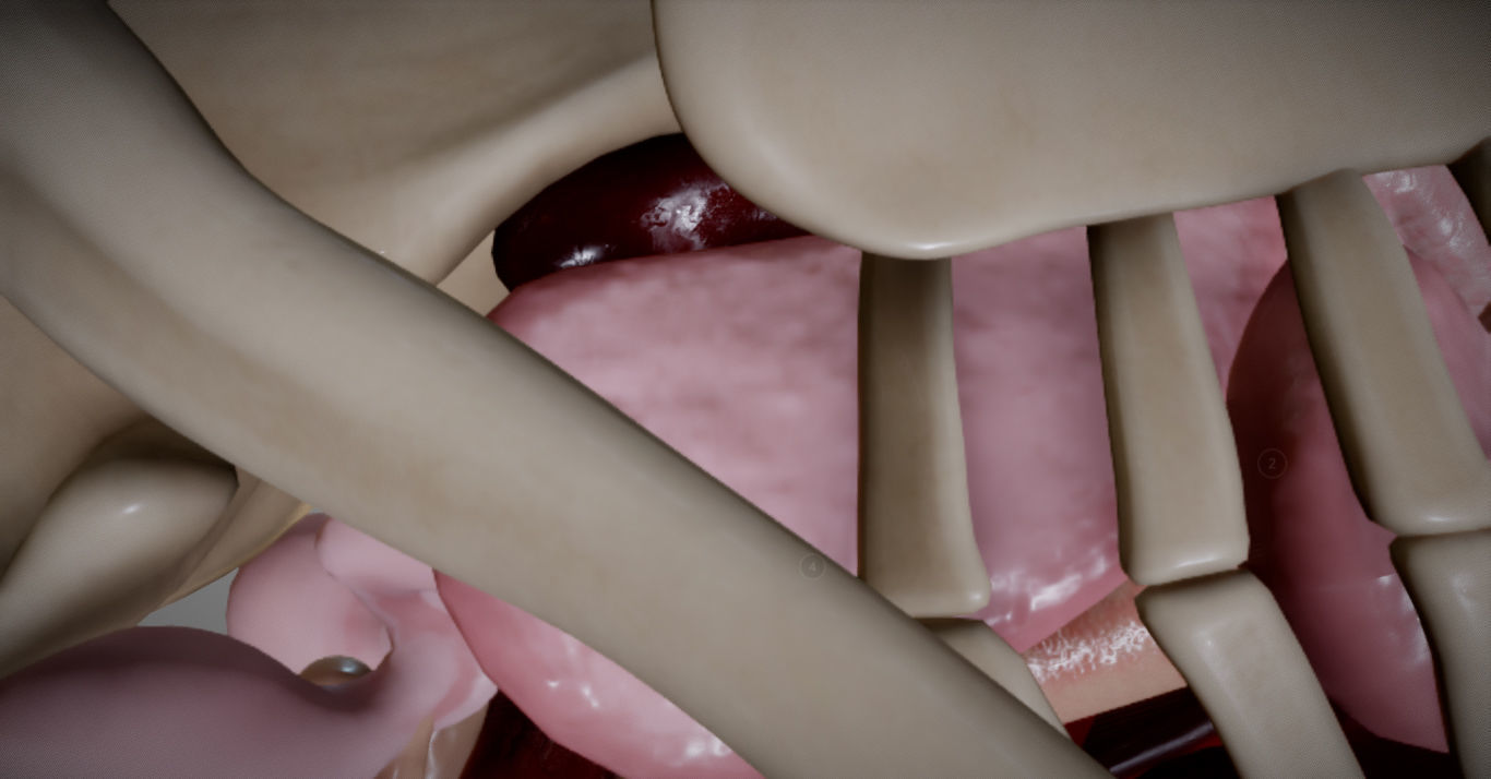 Chicken Anatomy Low-poly 3D model_9