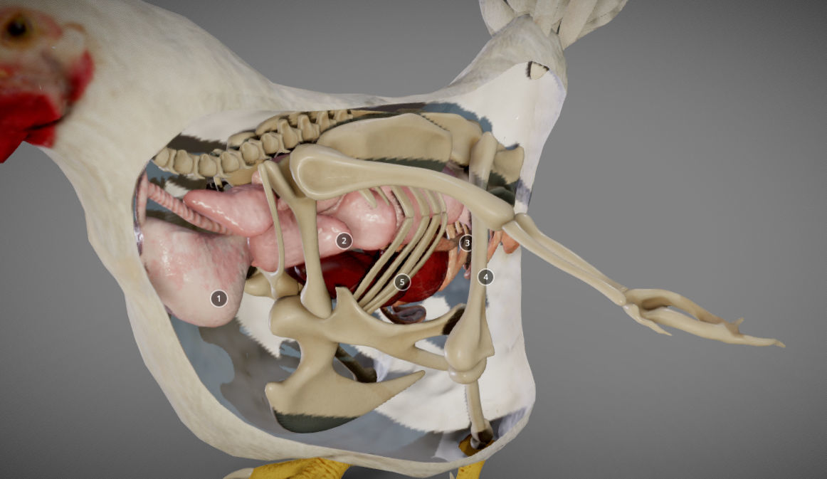 Chicken Anatomy Low-poly 3D model_12