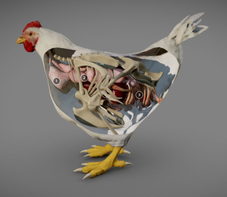 Chicken Anatomy Low-poly 3D model_1