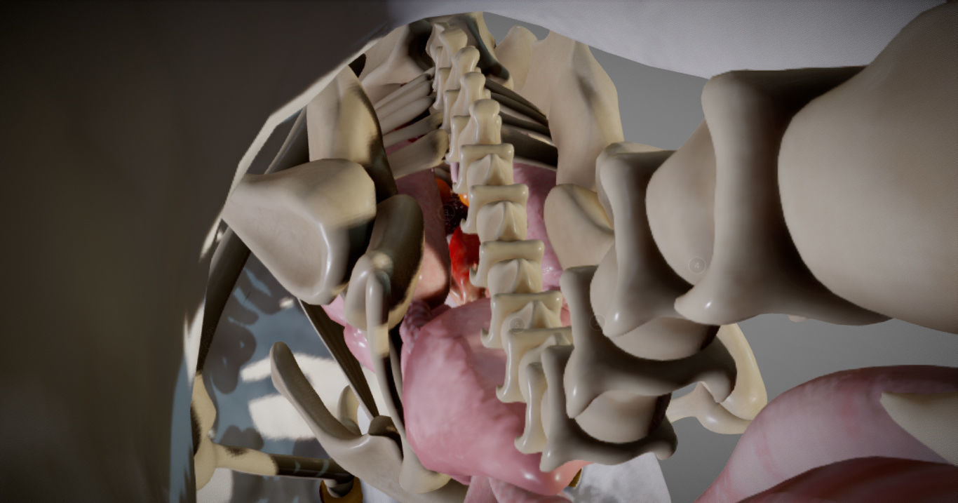 Chicken Anatomy Low-poly 3D model_17