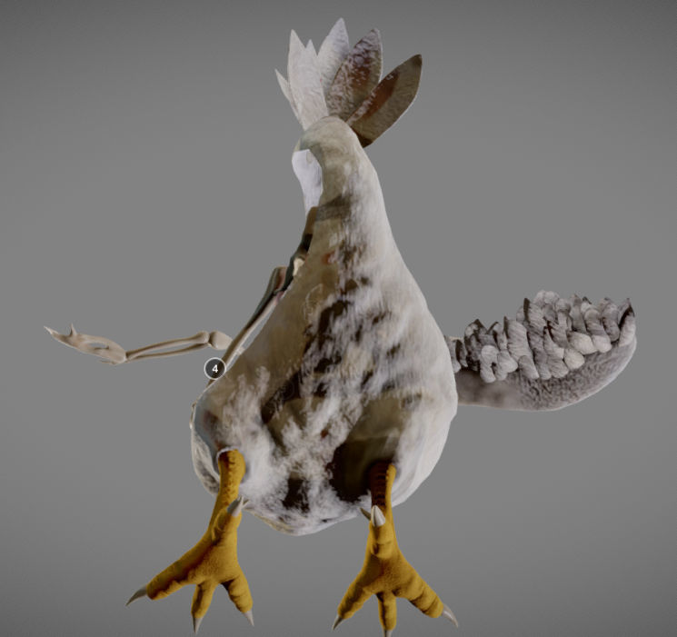 Chicken Anatomy Low-poly 3D model_5