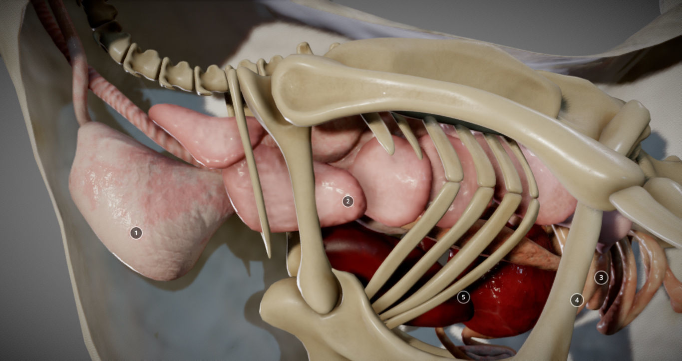 Chicken Anatomy Low-poly 3D model_13