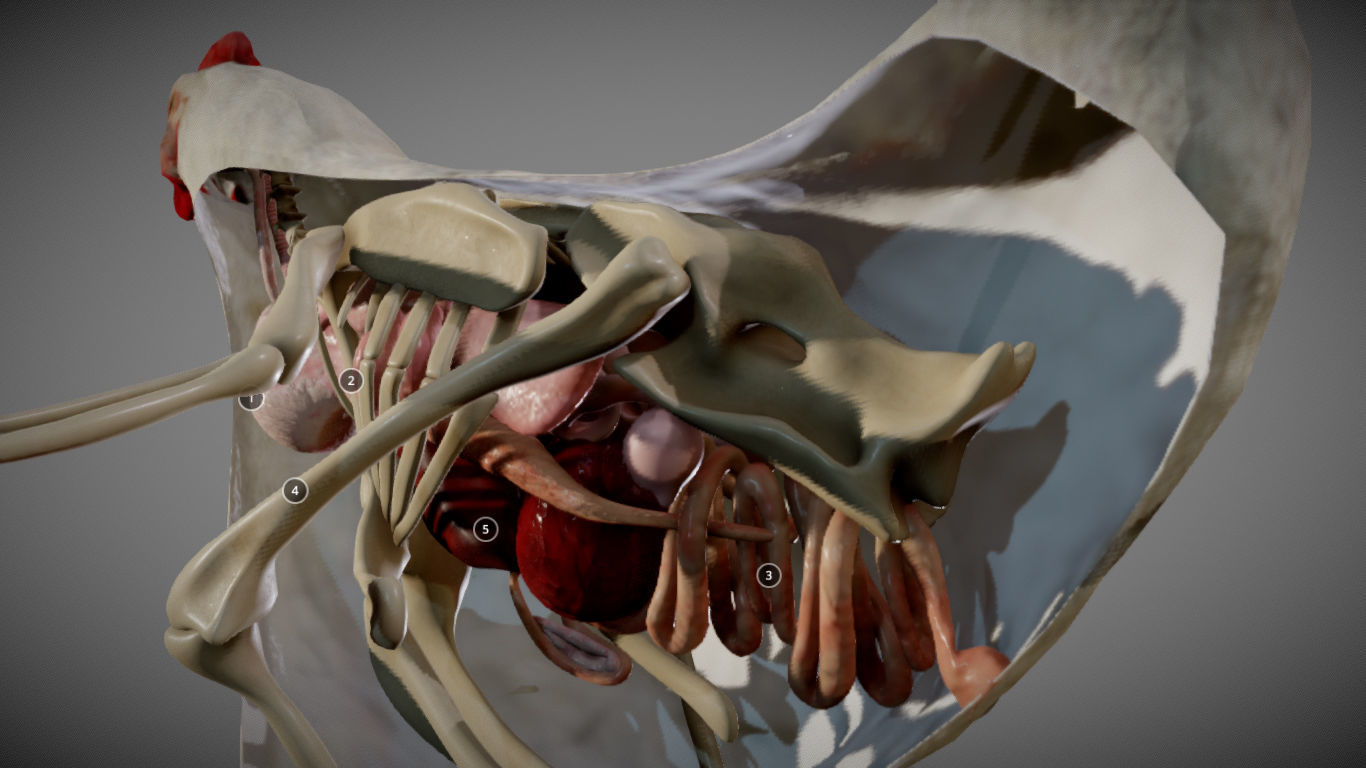 Chicken Anatomy Low-poly 3D model_14