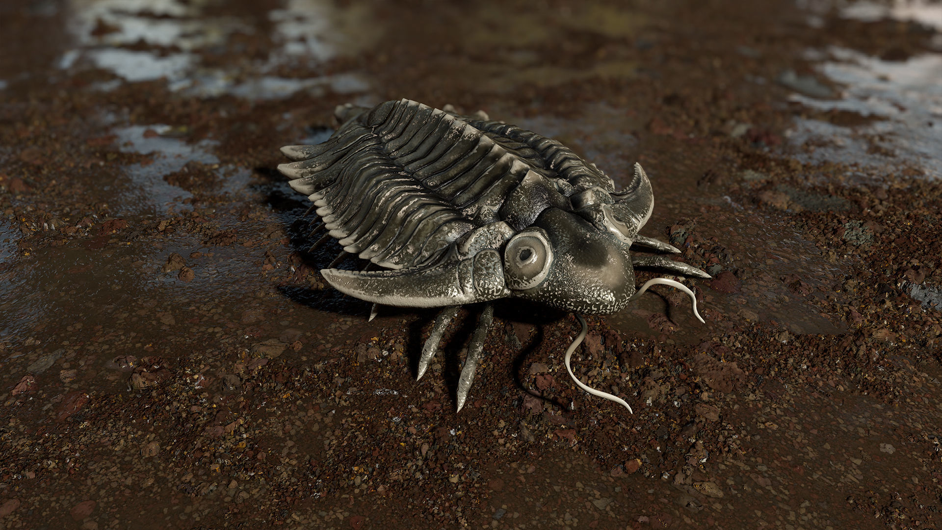 Trilobite 01 - Metopolichas Low-poly 3D model_3