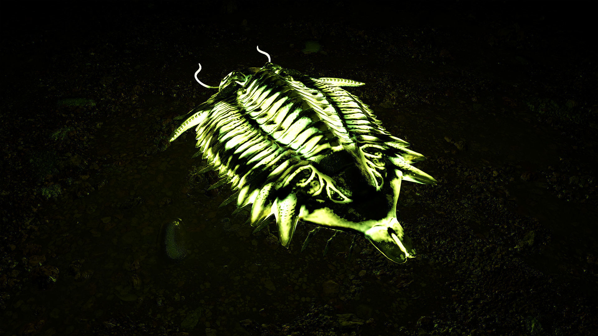 Trilobite 01 - Metopolichas Low-poly 3D model_8