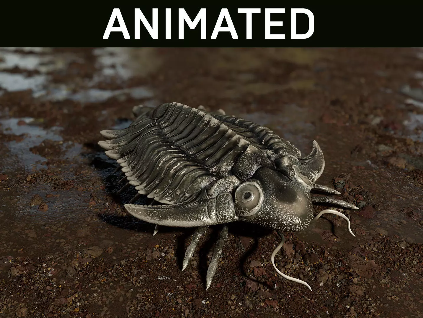 Trilobite 01 - Metopolichas Low-poly 3D model_0