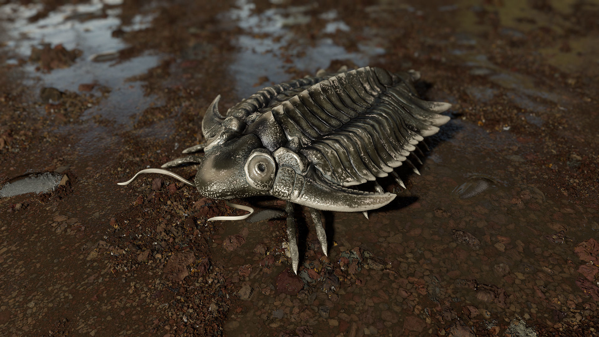 Trilobite 01 - Metopolichas Low-poly 3D model_4