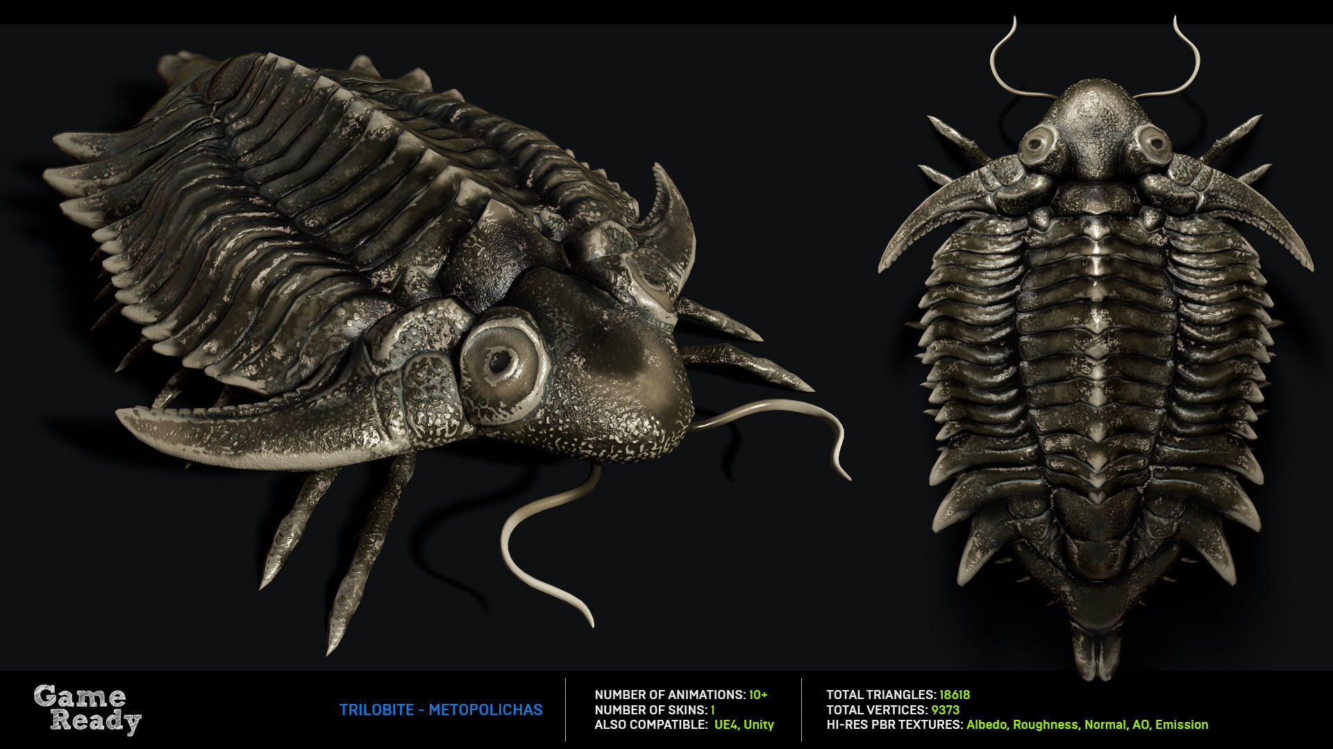 Trilobite 01 - Metopolichas Low-poly 3D model_2
