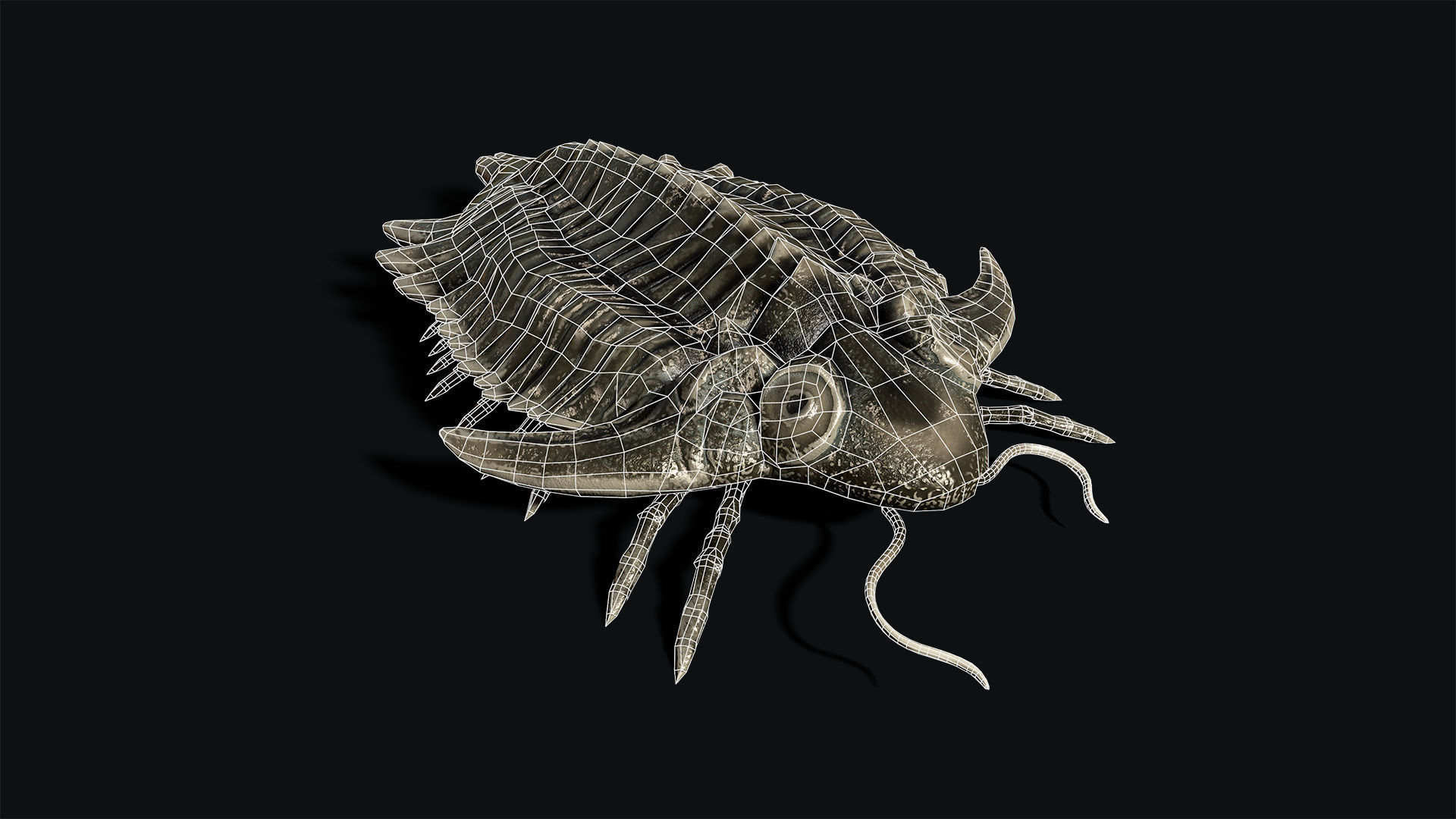 Trilobite 01 - Metopolichas Low-poly 3D model_9