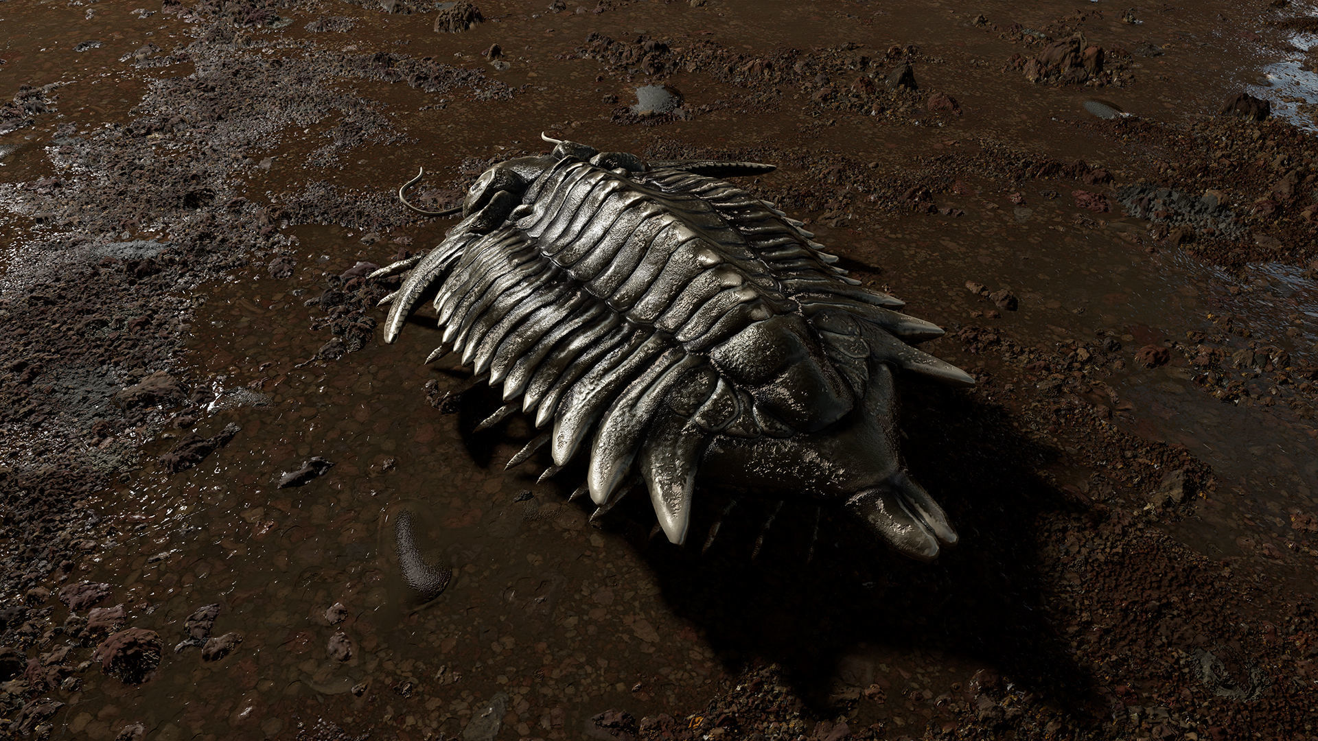 Trilobite 01 - Metopolichas Low-poly 3D model_5