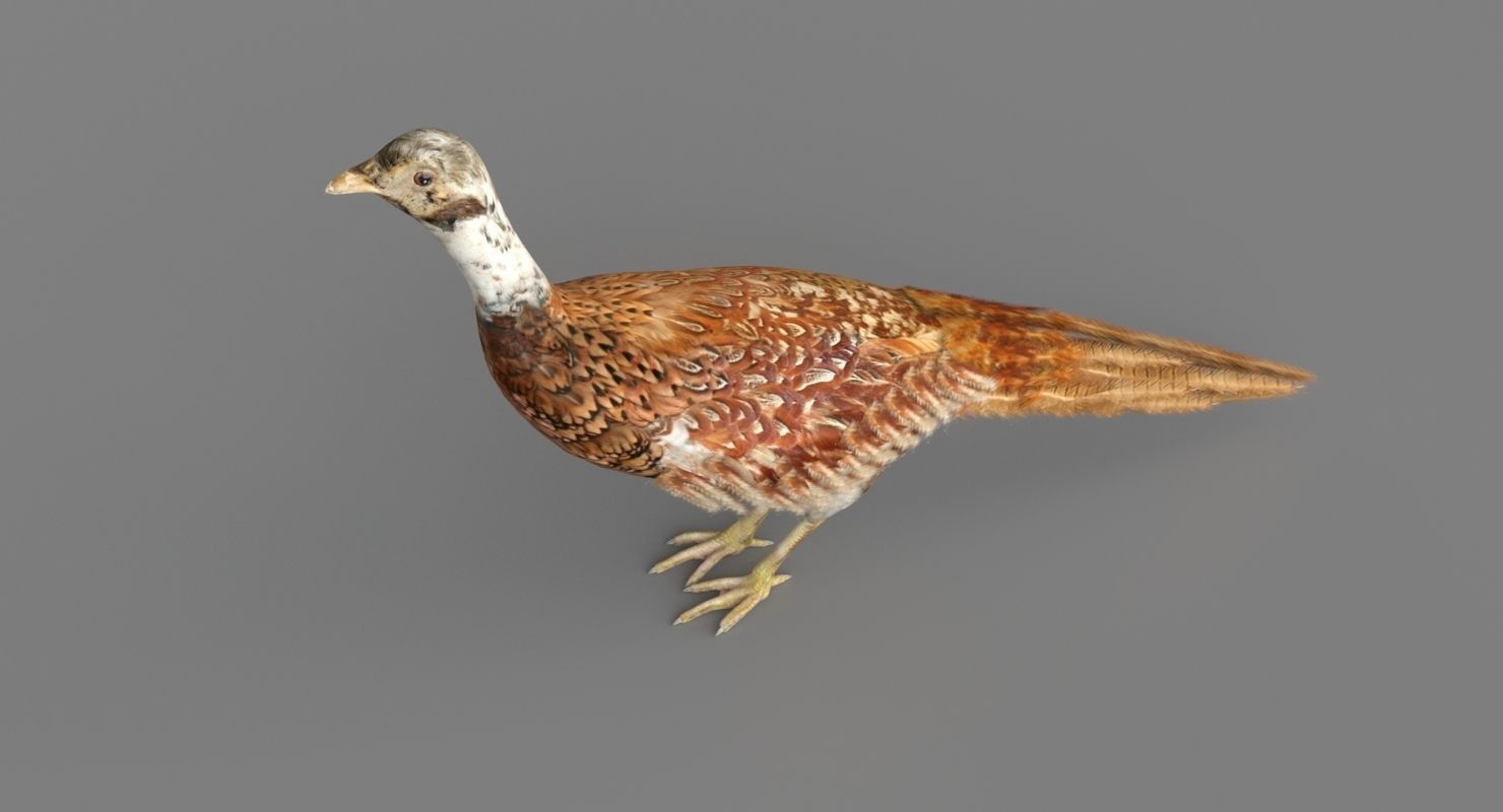 Pheasant 3D 3D model_5