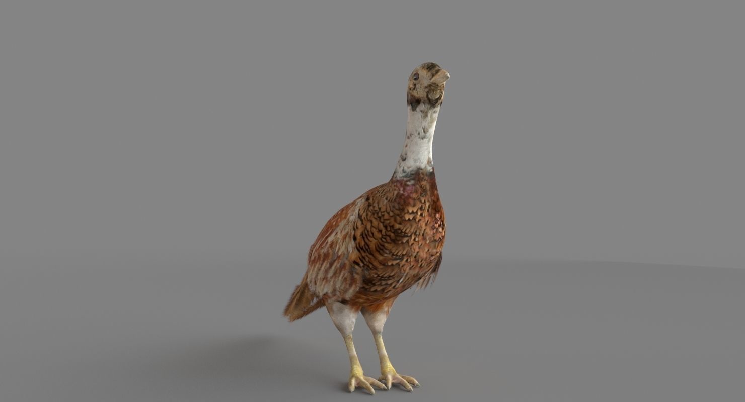 Pheasant 3D 3D model_3