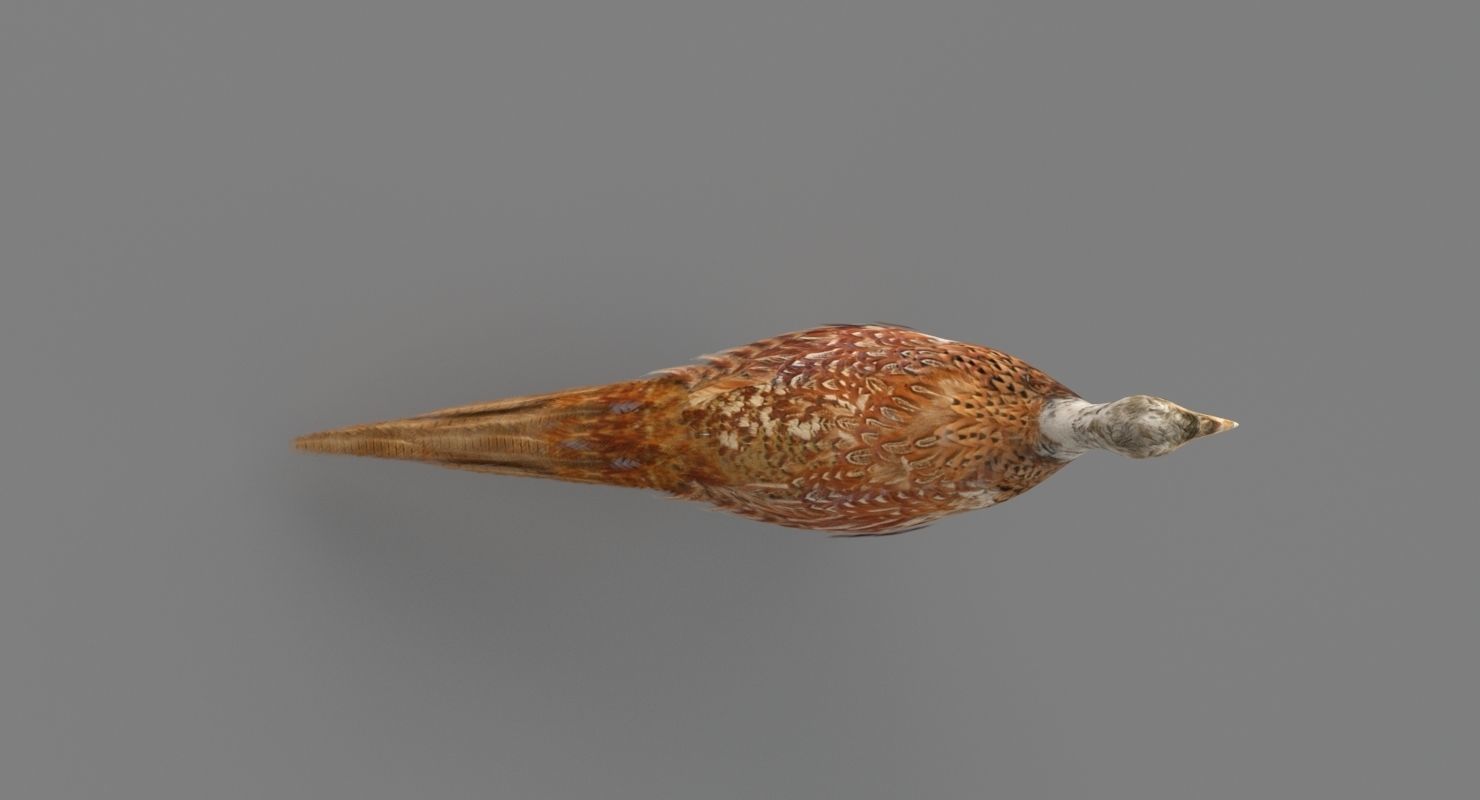Pheasant 3D 3D model_6