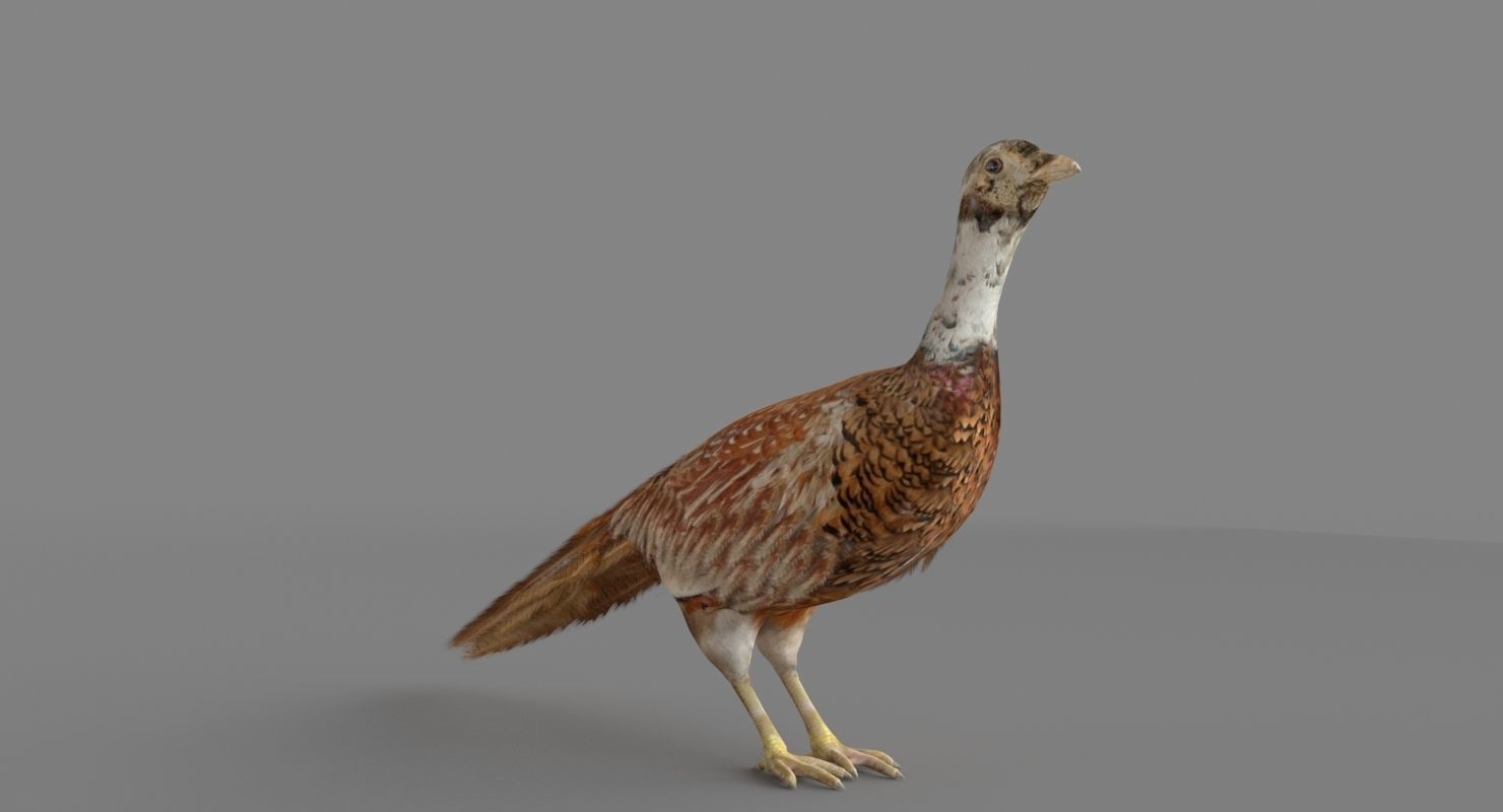 Pheasant 3D 3D model_2