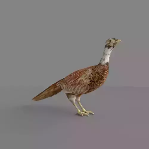 Pheasant 3D