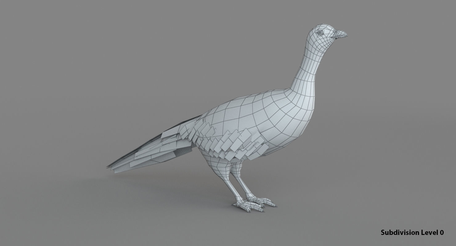 Pheasant 3D 3D model_9