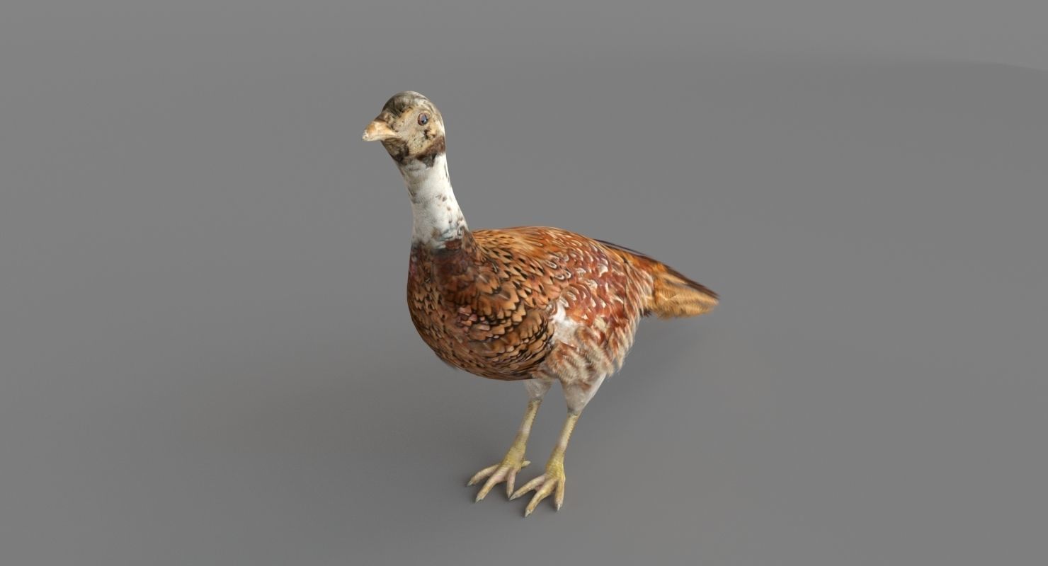 Pheasant 3D 3D model_4