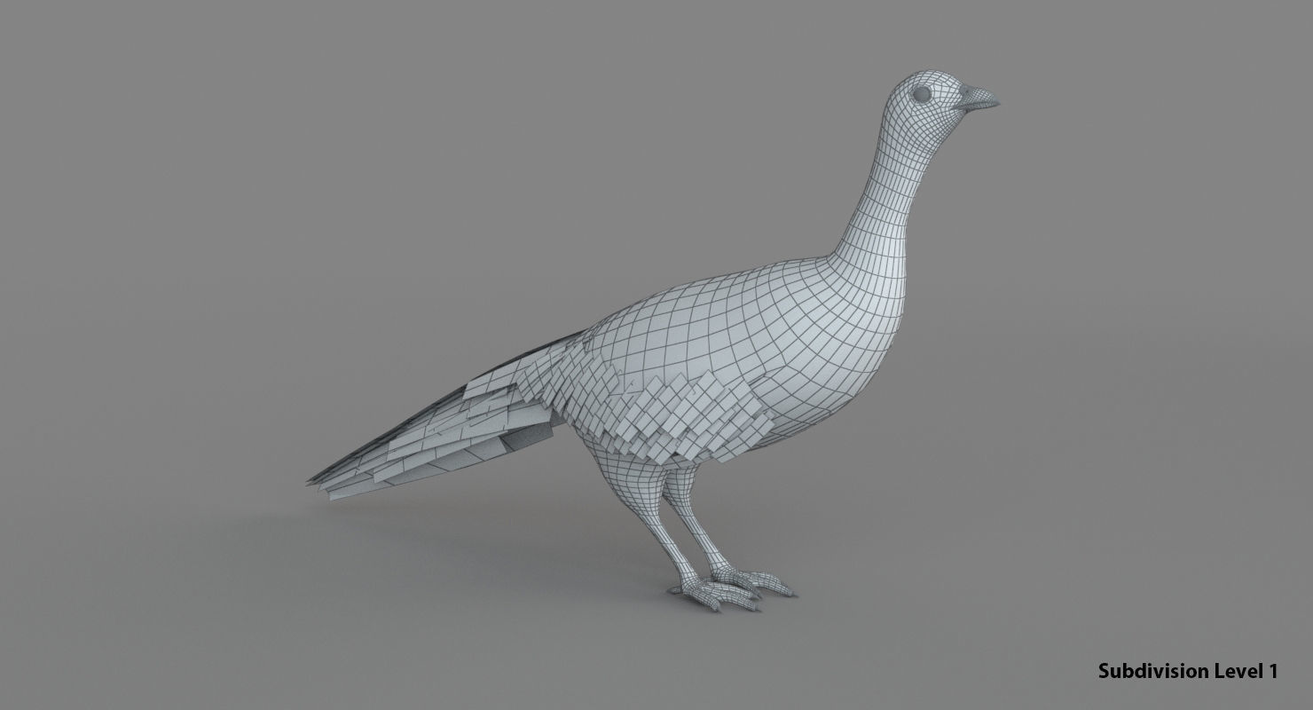 Pheasant 3D 3D model_8