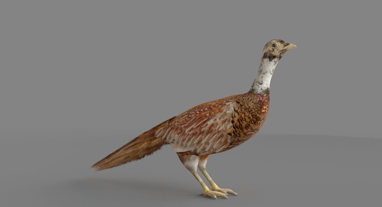 Pheasant 3D 3D model_1