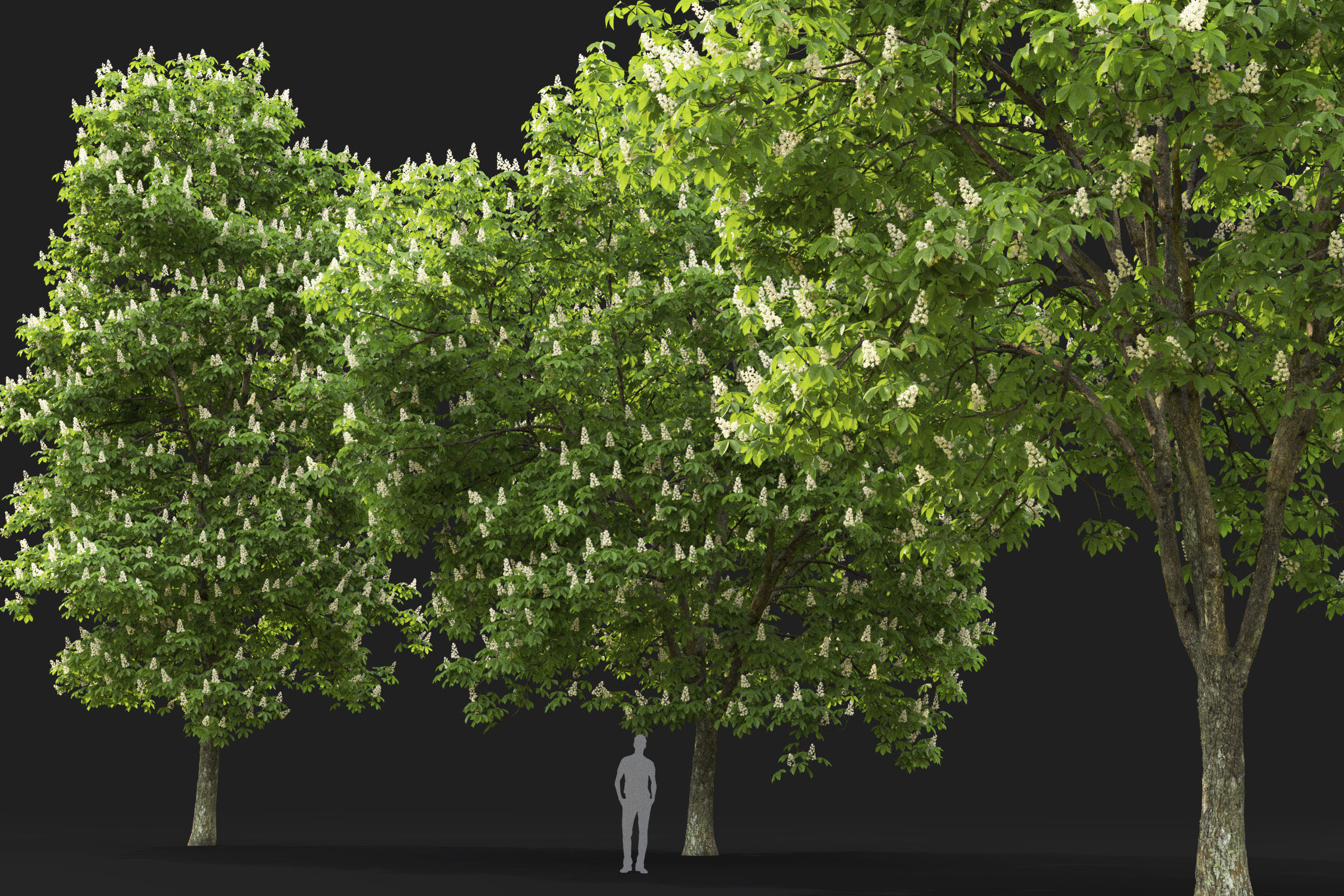Chestnut-tree Pack 01 3D model_11