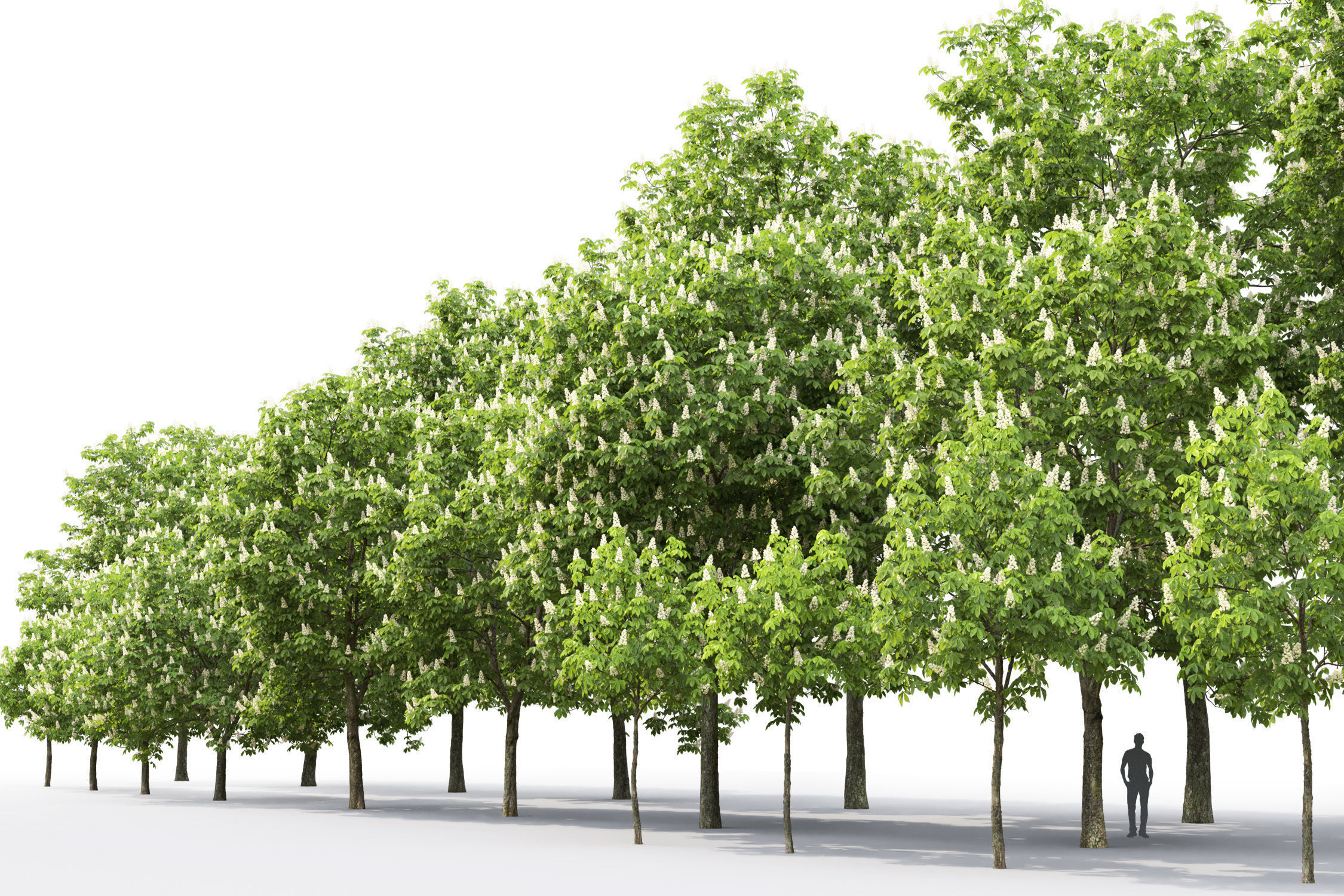 Chestnut-tree Pack 01 3D model_4