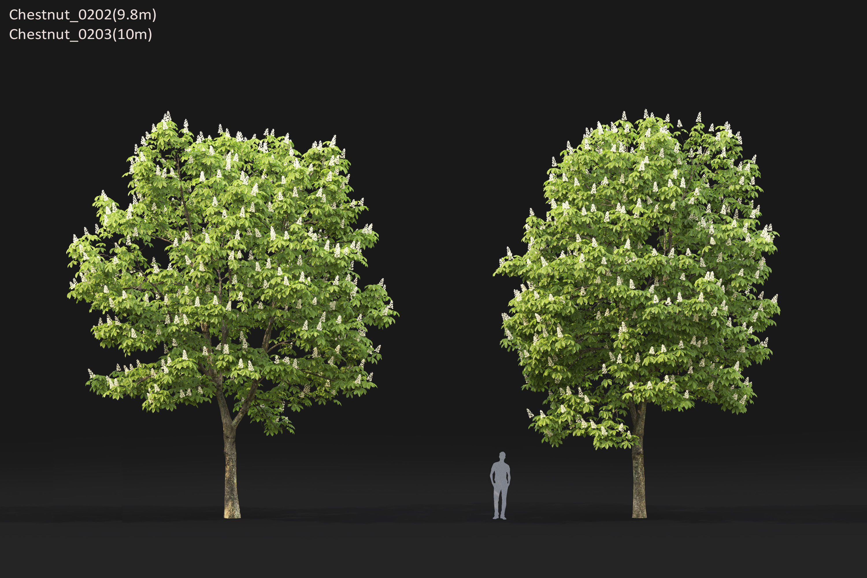 Chestnut-tree Pack 01 3D model_17