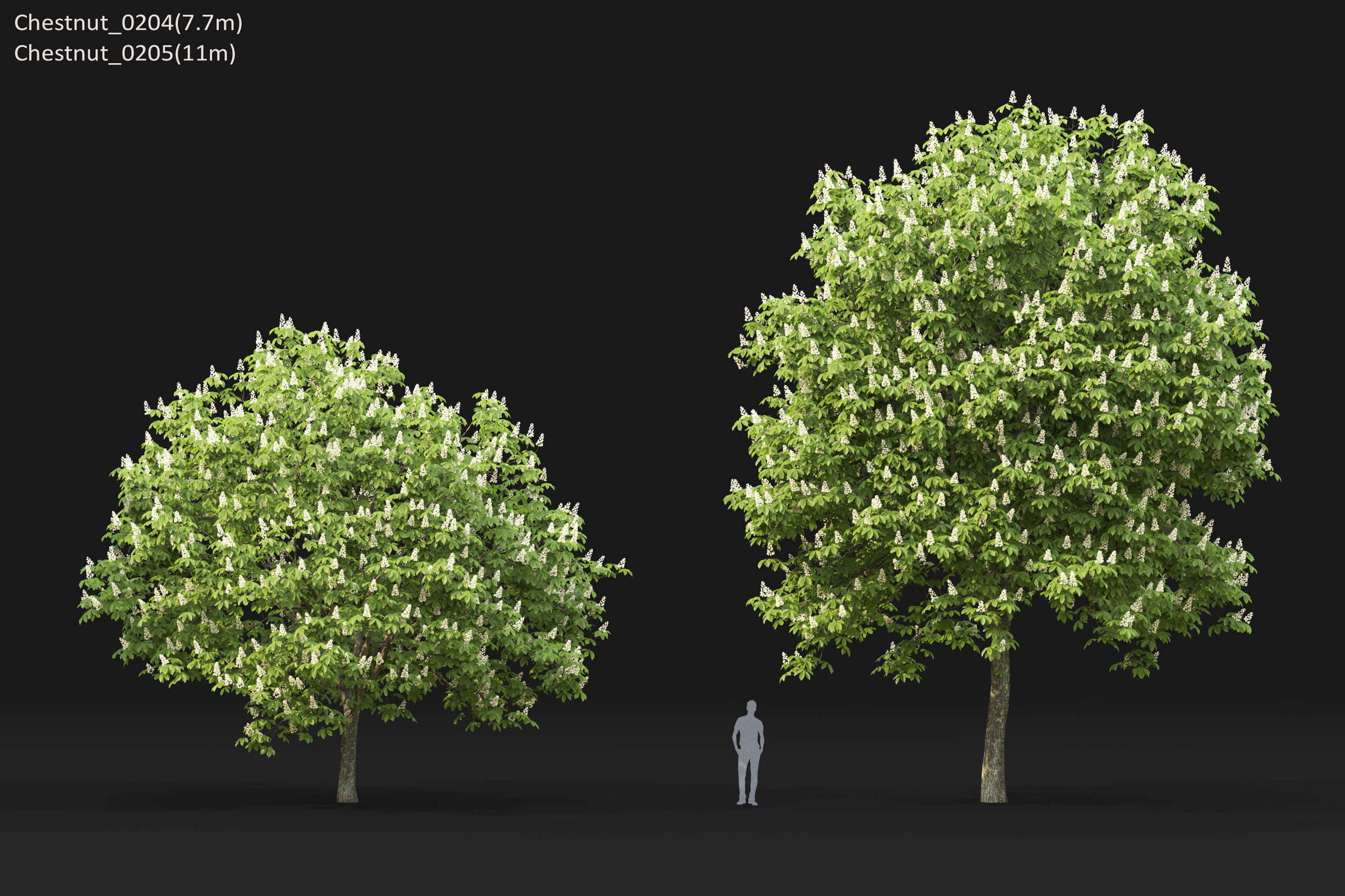 Chestnut-tree Pack 01 3D model_18