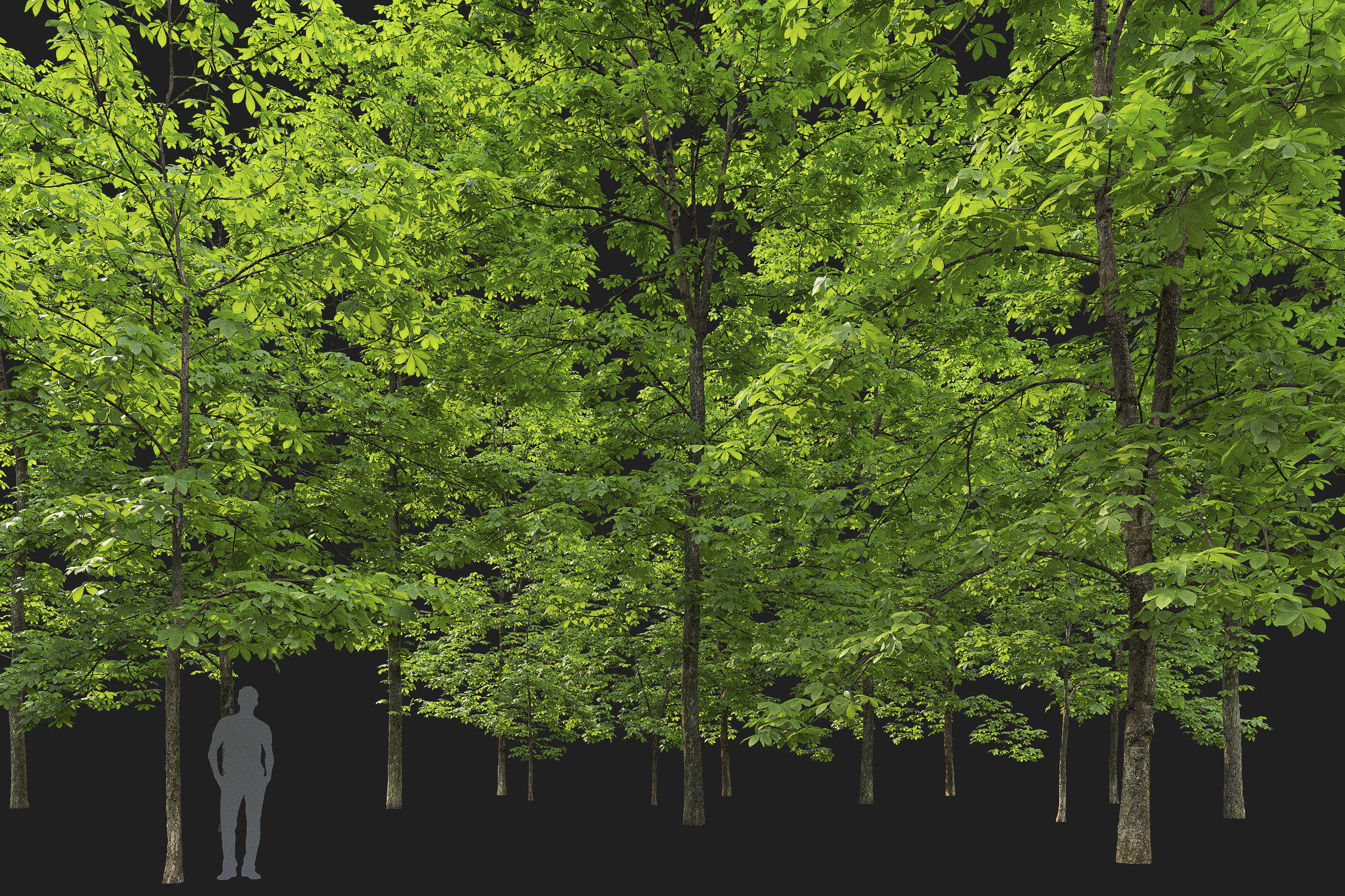 Chestnut-tree Pack 01 3D model_14