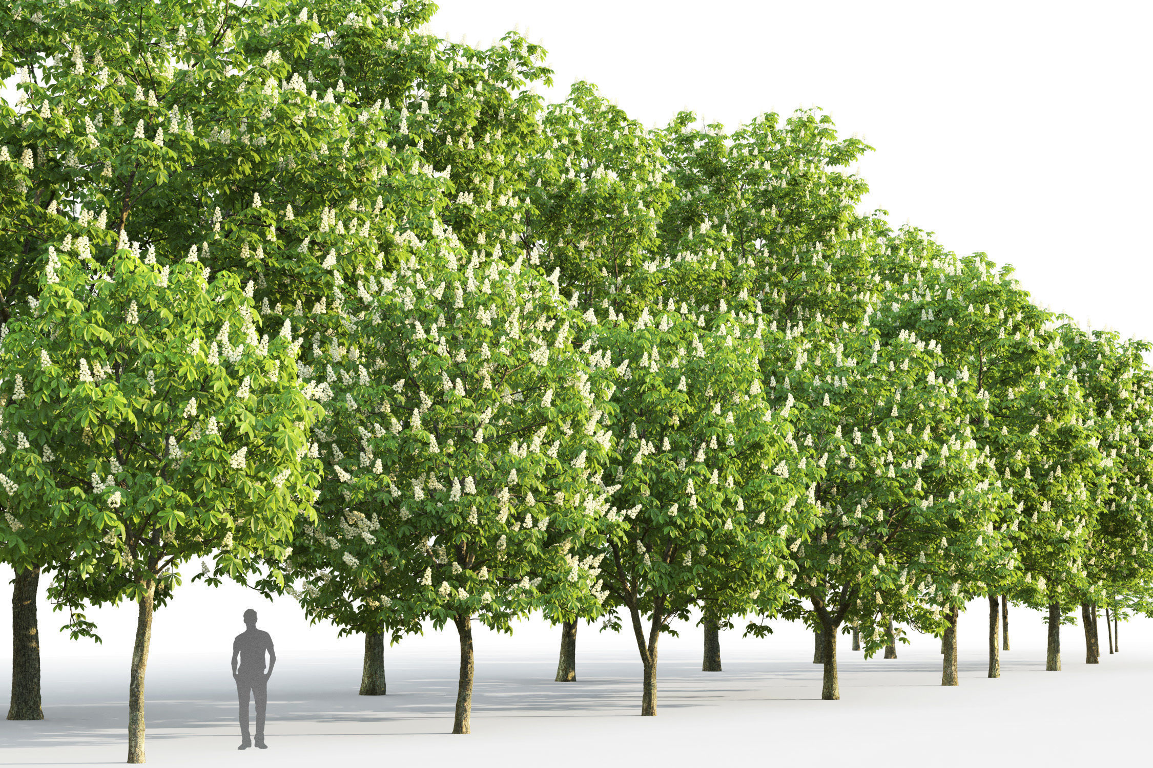 Chestnut-tree Pack 01 3D model_5