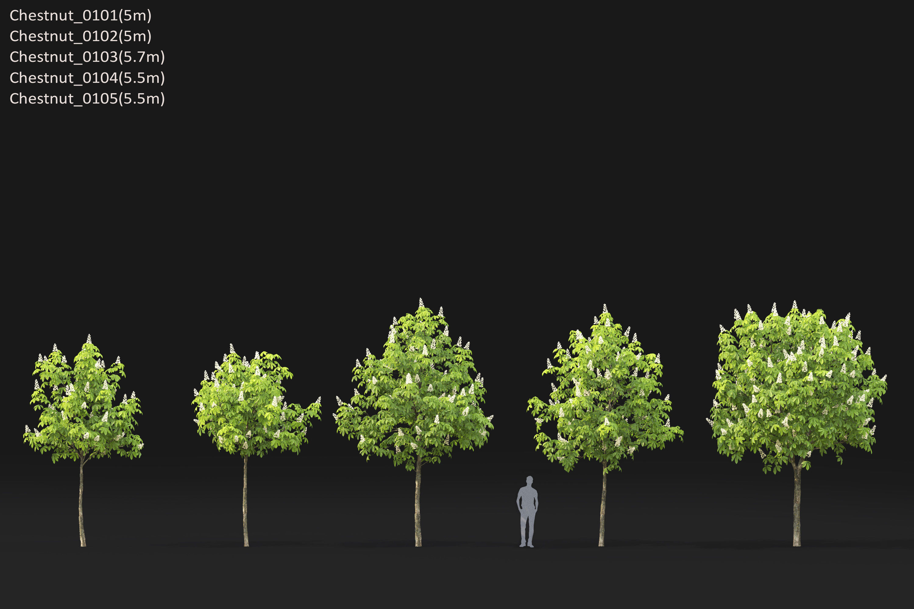 Chestnut-tree Pack 01 3D model_15
