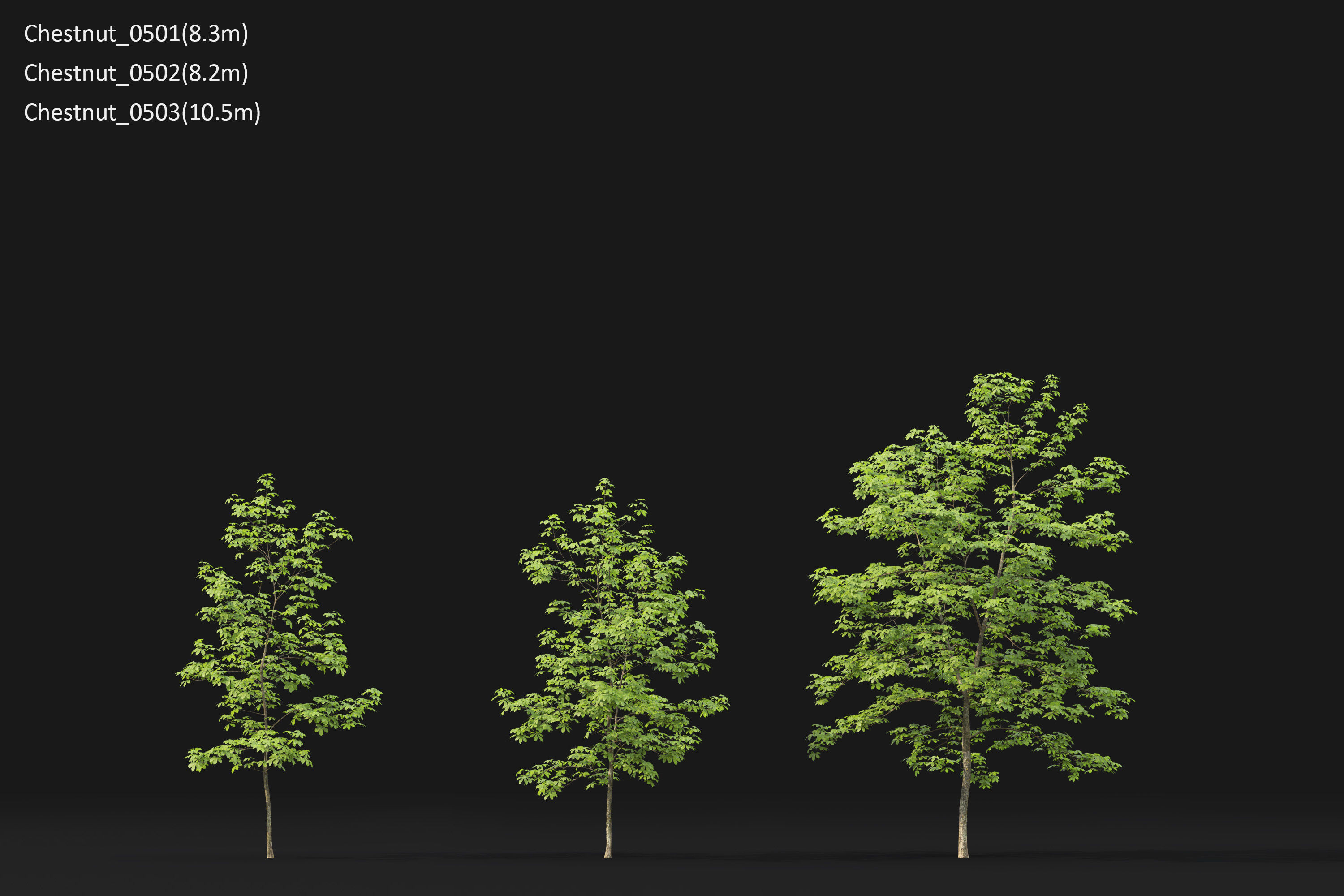 Chestnut-tree Pack 01 3D model_22