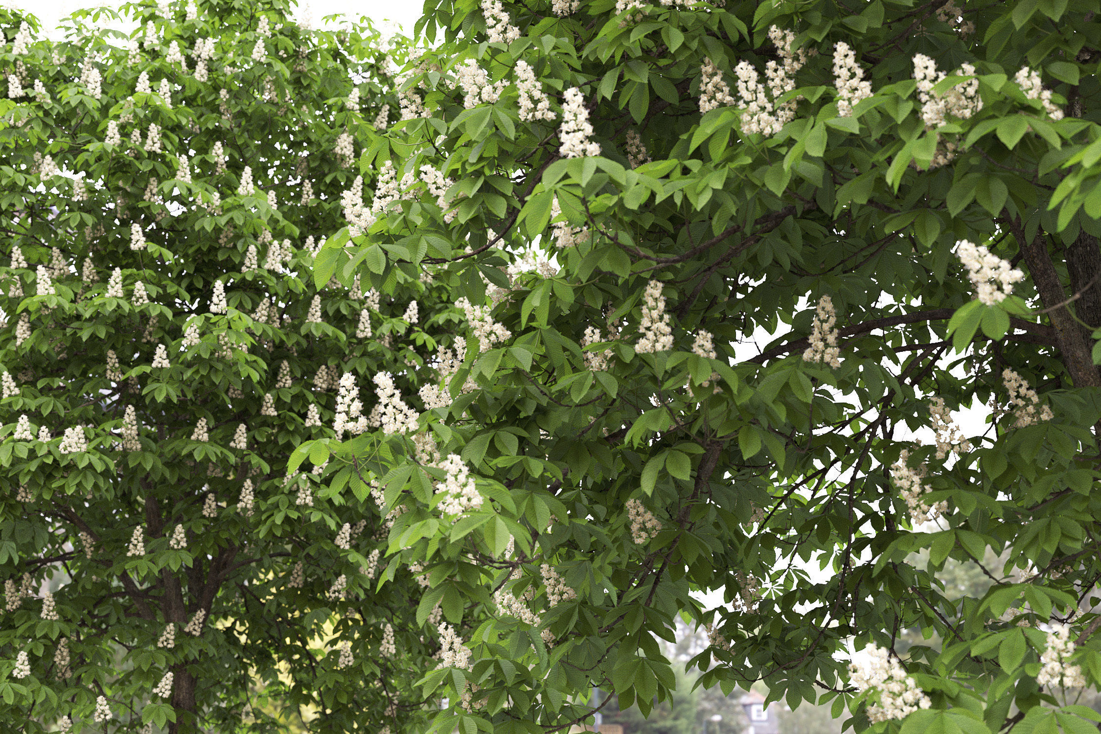 Chestnut-tree Pack 01 3D model_1