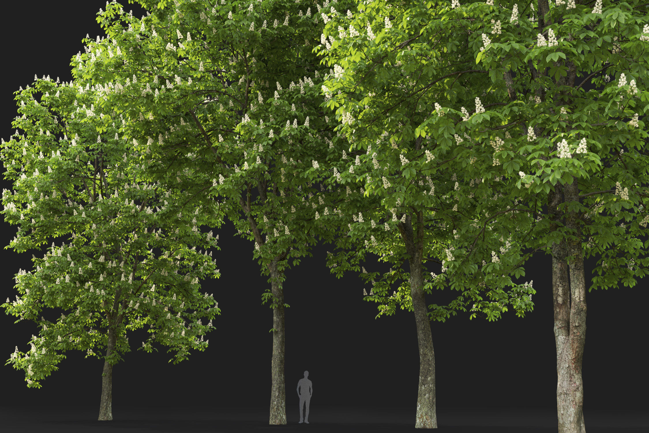 Chestnut-tree Pack 01 3D model_12