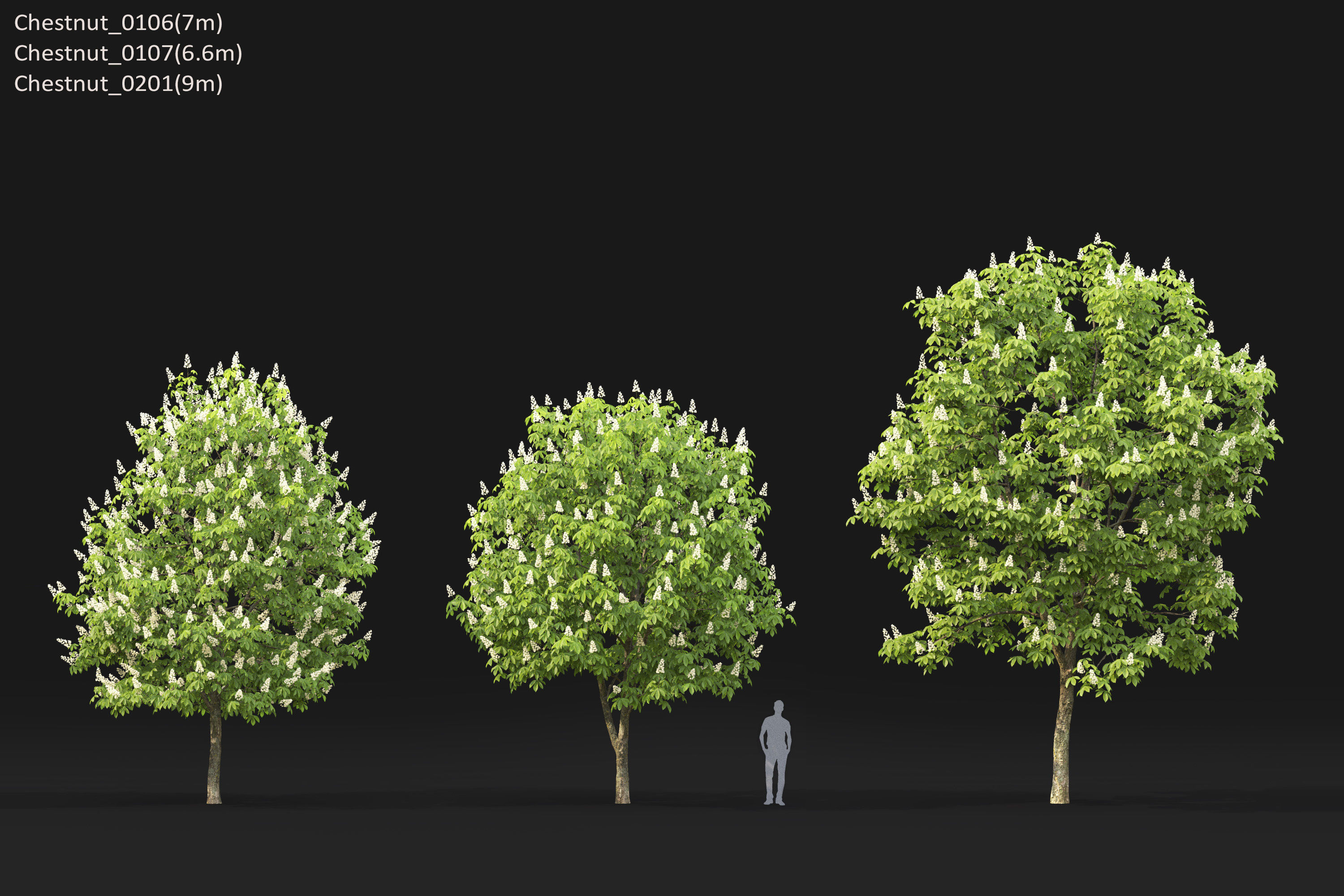 Chestnut-tree Pack 01 3D model_16