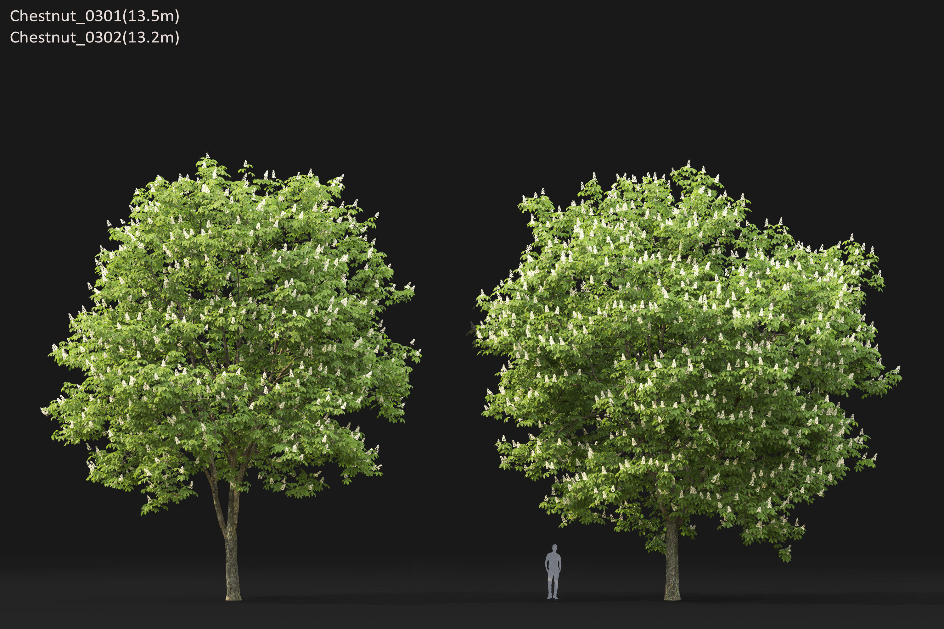 Chestnut-tree Pack 01 3D model_19