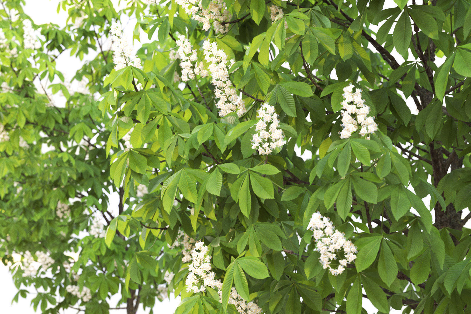 Chestnut-tree Pack 01 3D model_3